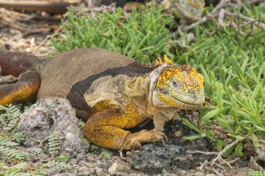 Güney Plaza Adası, Galapagos Ulusal Parkı, Ekvador 'da Galapagos kara iguanası (Conolophus subcristatus). Galapagos Adaları 'na özgüdür..