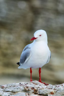 Kırmızı gagalı martı Kaikoura sahil yarımadanın Güney Island, Yeni Zelanda. Yeni Zelanda için yerel bir kuştur.