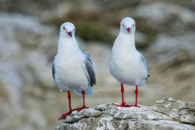 Kaikoura Yarımadası, Güney Adası, Yeni Zelanda sahilinde kırmızı gagalı martı. Bu kuş Yeni Zelanda yerli.