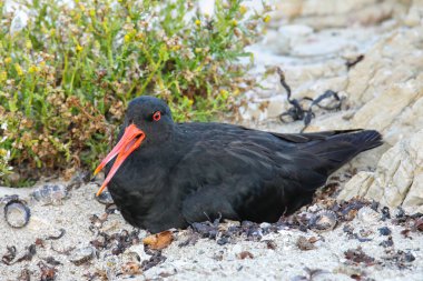 Değişken oystercatcher yuva, Kaikoura Yarımadası, South Island, Yeni Zelanda üzerinde oturuyor. Yeni Zelanda için endemik