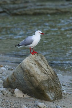Kaikoura Yarımadası, South Island, Yeni Zelanda bir kayaya oturan kırmızı gagalı martı. Yeni Zelanda için yerel bir kuştur.