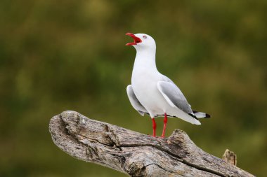 Kırmızı gagalı martı Calling, Kaikoura Yarımadası, South Island, Yeni Zelanda. Yeni Zelanda için yerel bir kuştur.