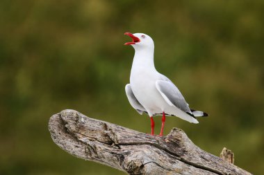 Red-billed gull calling, Kaikoura peninsula, South Island, New Zealand. This bird is native to New Zealand. clipart