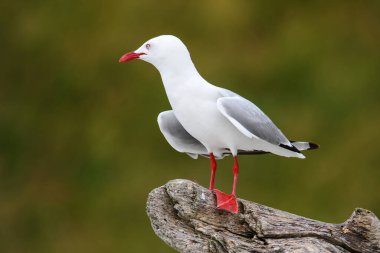 Kırmızı gagalı martı bir ağaç şube, Kaikoura Yarımadası, Güney Adası, Yeni Zelanda oturuyor. Bu kuş Yeni Zelanda yerli.