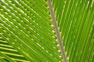 Yakın çekim yeşil palmiye ağacı yaprak görünümünü