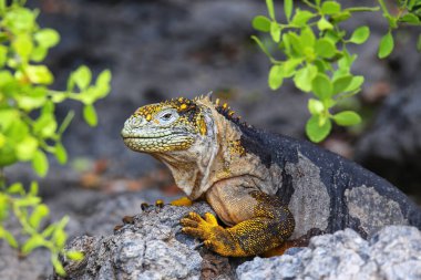 Güney Plaza Adası, Galapagos Ulusal Parkı, Ekvador 'da Galapagos kara iguanası (Conolophus subcristatus). Galapagos Adaları 'na özgüdür..