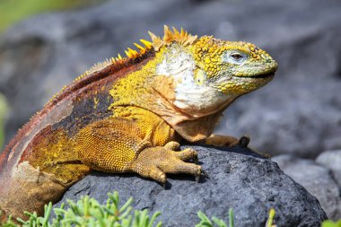 Güney Plaza Adası, Galapagos Ulusal Parkı, Ekvador 'da Galapagos kara iguanası (Conolophus subcristatus). Galapagos Adaları 'na özgüdür..
