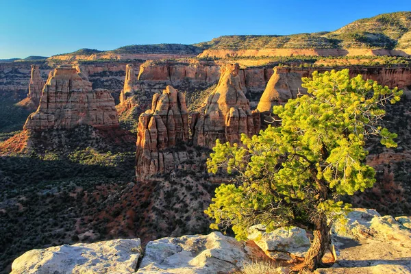 Pinyon Pine Grand View Met Uitzicht Colorado National Monument Grand — Stockfoto