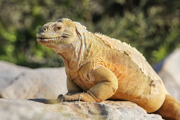 Santa Adası Galapagos Ulusal Parkı Ekvador Barrington Arazi Iguanası Conolophus — Stok fotoğraf