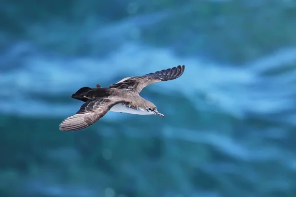 Галапагосский Буревестник Puffinus Subalaris Летящий Над Океаном Остров Саут Плаза — стоковое фото
