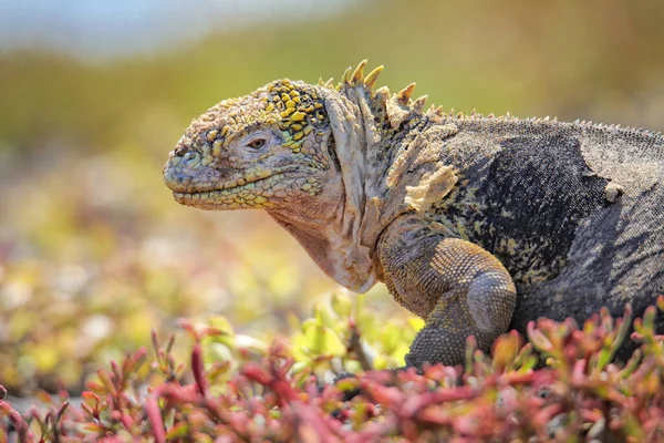Galapagos Land Iguana Conolophus Subcristatus Острові Південна Плаза Національний Парк — стокове фото