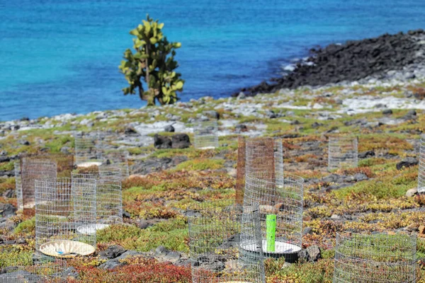 Protective Fences Opuntia Cacti Seedlings South Plaza Island Galapagos National — Stockfoto