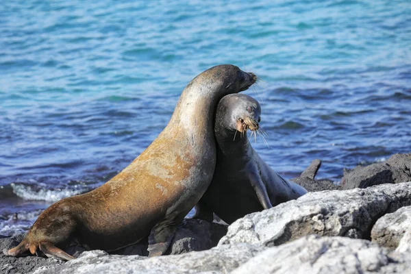 Otaries Des Galapagos Zalophus Wollebaeki Jouant Sur Une Côte Rocheuse — Photo