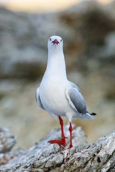 新西兰南岛凯库拉半岛海岸的红嘴海鸥 这只鸟原产于新西兰 — 图库照片