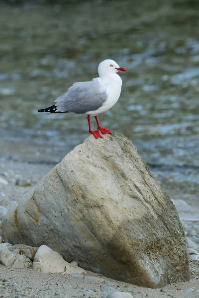 新西兰南岛凯库拉半岛 坐在一块岩石上的红嘴海鸥 这只鸟原产于新西兰 — 图库照片