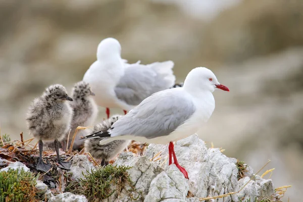 Red Billed Gull Met Kleine Kuikens Kaikoura Schiereiland Zuid Eiland — Stockfoto