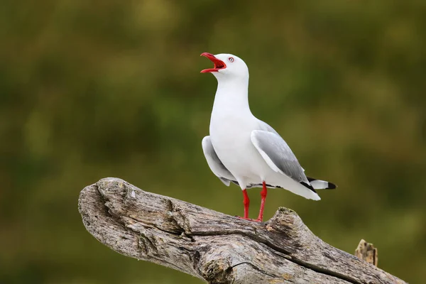 Racek Volání Kaikoura Poloostrov Jižní Ostrov Nový Zéland Tento Pták — Stock fotografie