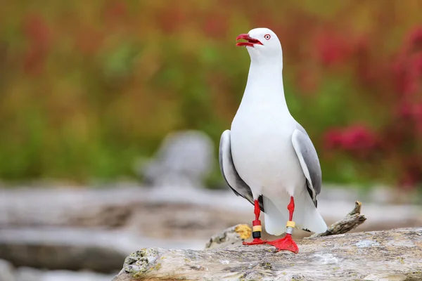 Red Billed Gull Bands Its Legs Kaikoura Peninsula South Island — Stock Photo, Image