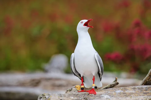 Gaivota Bico Vermelho Com Bandas Nas Pernas Península Kaikoura Ilha — Fotografia de Stock