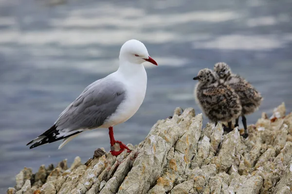 Gaivota Bico Vermelho Com Pintos Pequenos Península Kaikoura Ilha Sul — Fotografia de Stock