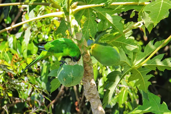 Perico Ouvea Eunymphicus Uvaeensis Comiendo Papaya Isla Ouvea Islas Lealtad — Foto de Stock