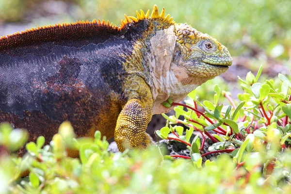 Galapagos Land Iguana Conolophus Subcristatus South Plaza Island Galapagos National — стокове фото