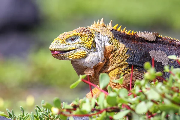 Galapagos Land Leguana Conolophus Subcristatus South Plaza Island Galapagos Nationalpark — Stockfoto