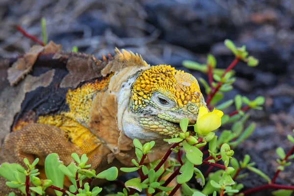 Galapagos Land Iguana Conolophus Subcristatus Eating Flowers South Plaza Island — Foto de Stock