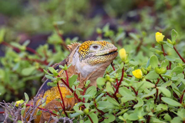 Galapagos Land Iguana Conolophus Subcristatus Eating Flowers South Plaza Island — Foto de Stock