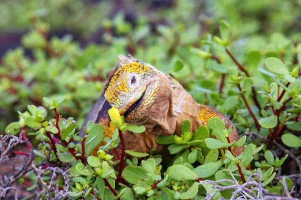 加拉帕戈斯陆地鬣蜥 Conolophus Subcristatus 在厄瓜多尔加拉帕戈斯国家公园的南广场岛上吃花 它是加拉帕戈斯群岛的特有物种 — 图库照片
