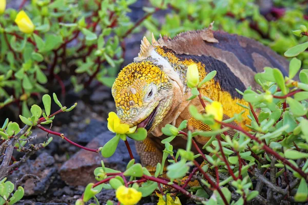 Galapagos Land Iguana Conolophus Subcristatus Eating Flowers South Plaza Island — Zdjęcie stockowe
