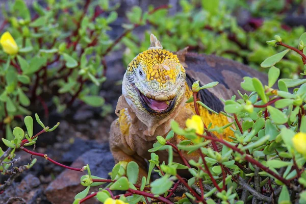 Galapagos Land Iguana Conolophus Subcristatus Eating Flowers South Plaza Island — Zdjęcie stockowe