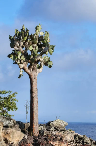 厄瓜多尔加拉帕戈斯国家公园圣达菲岛上的大型昂贵梨树仙人掌 Opuntia Galapageia 它是加拉帕戈斯群岛的特有物种 — 图库照片