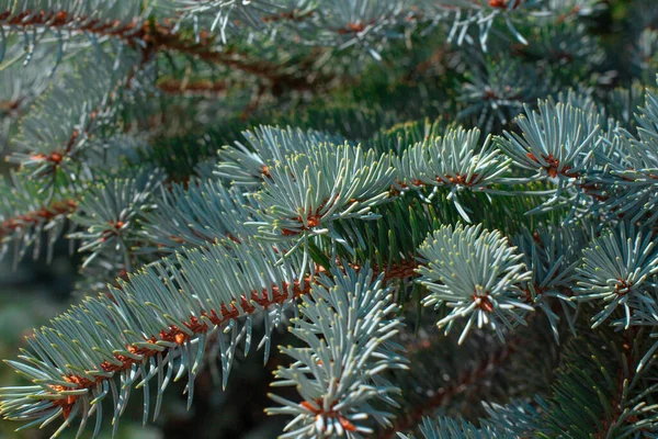 Ramo di albero verde con aghi primo piano — Foto Stock