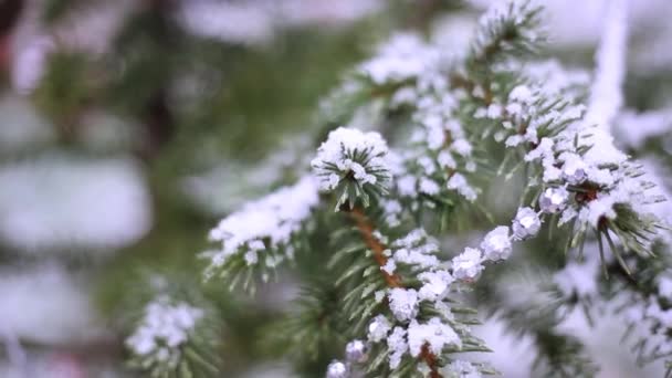 Salju turun di cabang pohon cemara dengan dekorasi Tahun Baru di luar di musim dingin. Latar belakang Natal yang tidak fokus — Stok Video