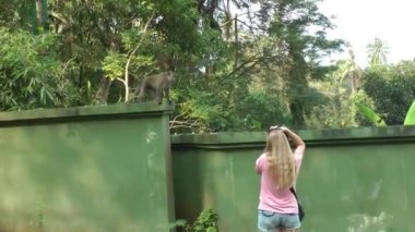Uzun sarı saçlı bir turist ormanda çit boyunca koşan bir maymun resmi çekiyor. Asya 'da seyahat, turizm ve vahşi hayvanlar.