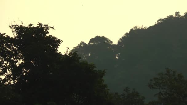 Daggry om morgenen over bjergene i junglen, mørk baggrund. Fugle flyver hen over himlen – Stock-video