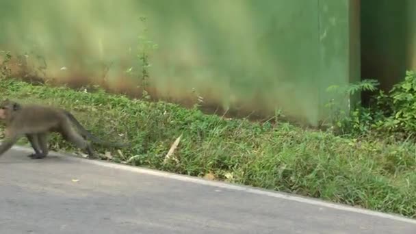 Um macaco macaco cruza a estrada numa ilha tropical. Viagens e turismo e animais selvagens na Ásia — Vídeo de Stock