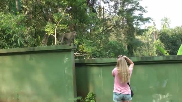 Un turista con lunghi capelli biondi fotografa una scimmia macaco che corre lungo una recinzione intorno alla giungla. Viaggi e turismo e animali selvatici in Asia — Video Stock