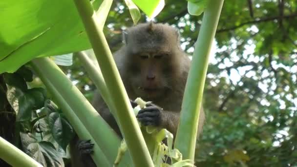 A macaque monkey climbed a banana tree and tears at the leaves, feeding on their pulp,close-up.Travel and tourism and wild animals in Asia — Stock Video