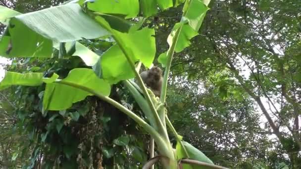 Обезьяна-макак залезла на банановое дерево и расплакалась на листьях, питаясь их мякотью. — стоковое видео