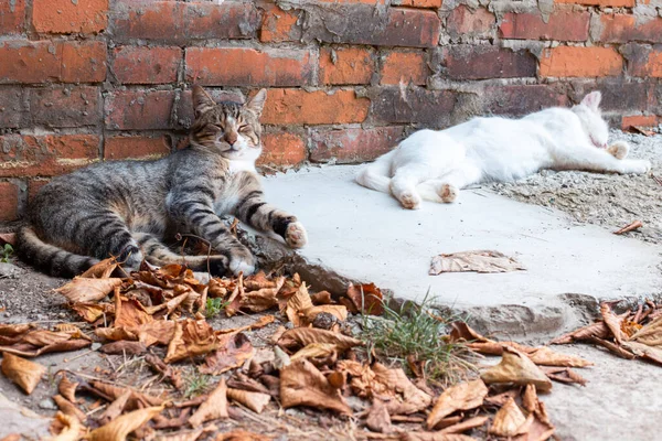 Grau Gestreifte Katze Liegt Auf Einer Betonfläche Zwischen Herbstblättern — Stockfoto