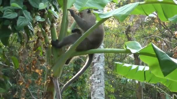 Um macaco-macaco escalou uma bananeira e rasgou as folhas, alimentando-se de sua polpa. Viagens e turismo e animais selvagens na Ásia — Vídeo de Stock