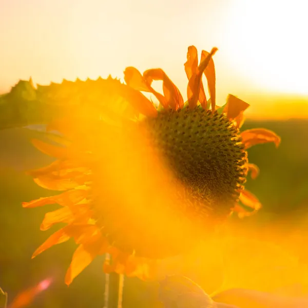 Flor Girassol Amarelo Brilhante Pôr Sol Cultivar Sementes Foco Seletivo — Fotografia de Stock