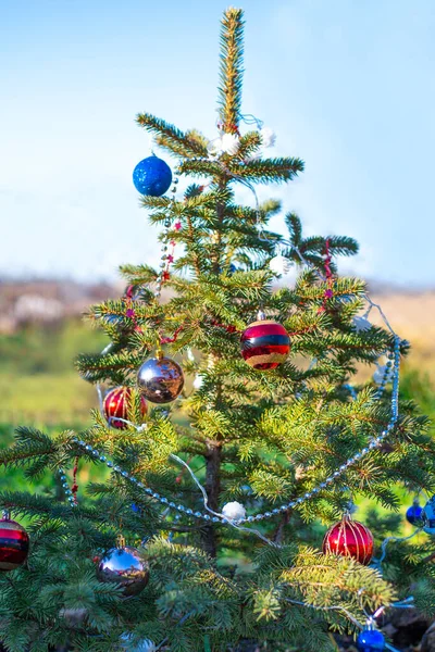 冬の晴れた日に家の庭に緑の装飾クリスマスツリー お正月とクリスマスを祝う — ストック写真