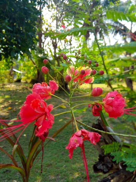 Tropisch Rote Elegante Blumen Einem Grünen Garten — Stockfoto