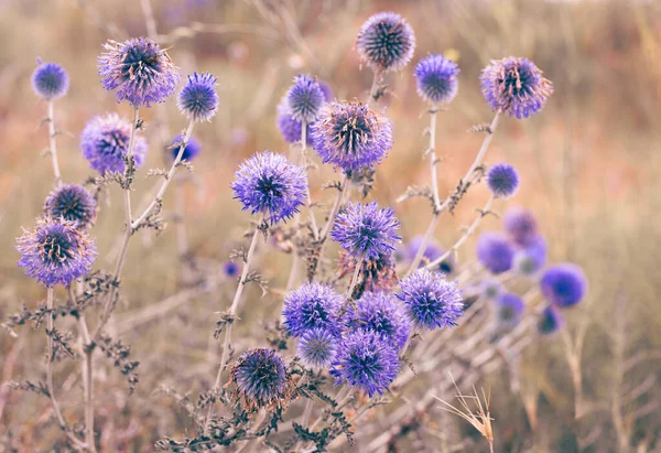 Blumen Der Blauen Distel Auf Dem Hintergrund Verbrannten Grases Der — Stockfoto