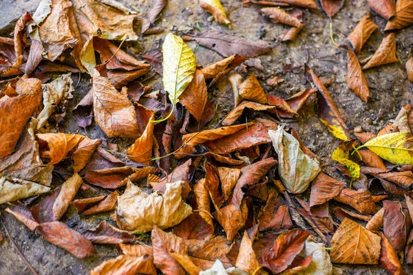 Dry autumn leaves on wet ground. Autumn time, cleaning the garden.