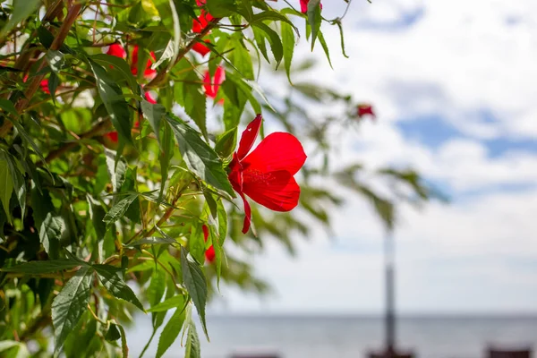 Rote Hibiskusblüte auf dem Damm, vor dem Hintergrund von Meer und Himmel — Stockfoto