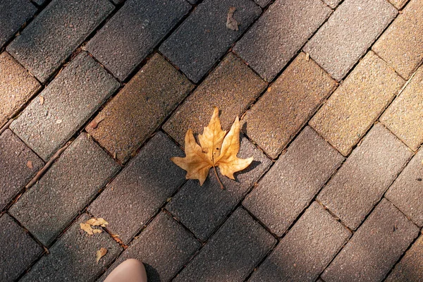 Jesienny suchy klon liść na tle kostki brukowej. Spacer po parku — Zdjęcie stockowe